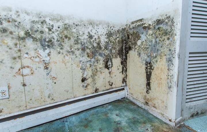 residential mold removal experts in Humble